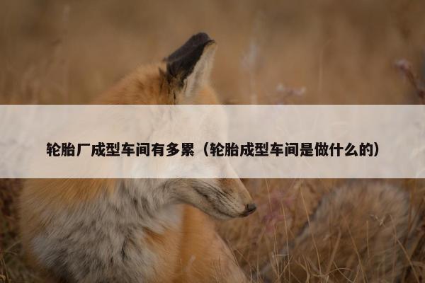 轮胎厂成型车间有多累（轮胎成型车间是做什么的）