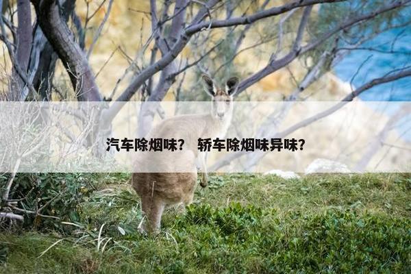 汽车除烟味？ 轿车除烟味异味？