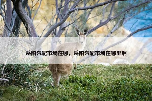 岳阳汽配市场在哪，岳阳汽配市场在哪里啊